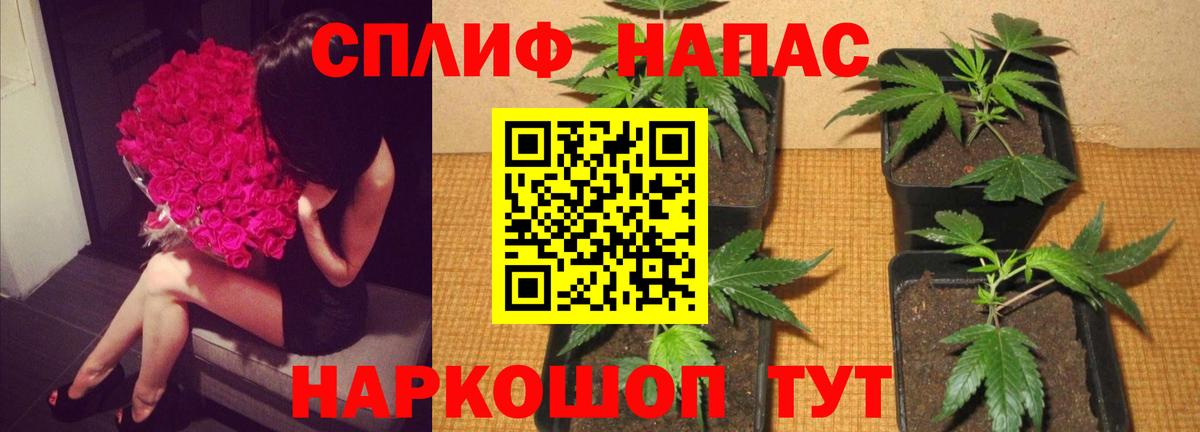 Конопля SATIVA & INDICA  Бошки Шишки конопля  Дубна  Бошки Шишки тримм  Вход с VPN 